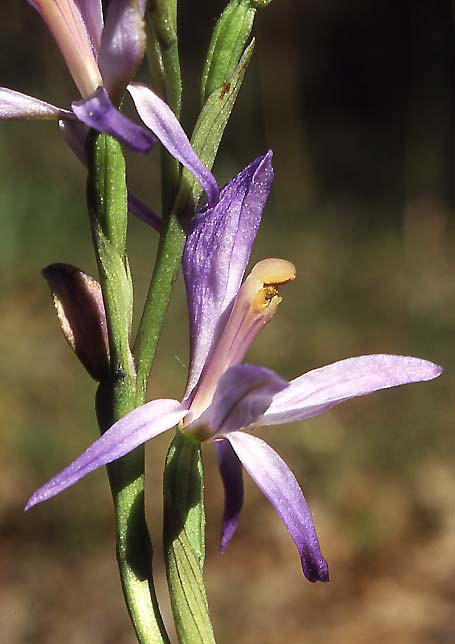 Limodorum trabutianum subsp. thracum \ Thrakischer Dingel / Thrakian Limodore, GR  Thrakien/Thrace, Dadia 6.6.2004 (Photo: Helmut Presser)