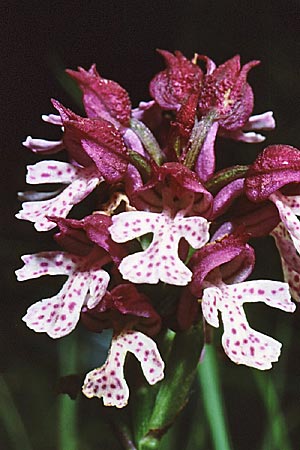 Neotinea tridentata x ustulata, GR   Falakron 17.5.1994 (Photo: Jan & Liesbeth Essink)