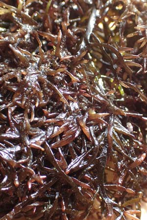 Rhodophytina spec4 ? \ Rot-Alge, Kroatien Istrien, Ičići 17.8.2016