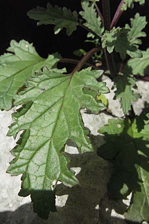 Scrophularia laciniata \ Verschiedenblttrige Braunwurz, Fiederlappige Braunwurz, Kroatien Velebit Zavizan 17.7.2007