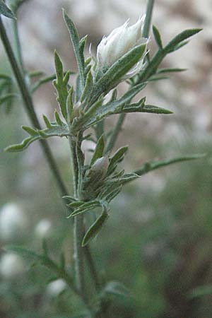 Centaurea alba \ Wei&szlig;kelch-Flockenblume / Knapweed, Kroatien/Croatia Istrien/Istria, Mo&scaron;ćenička Draga 14.7.2007