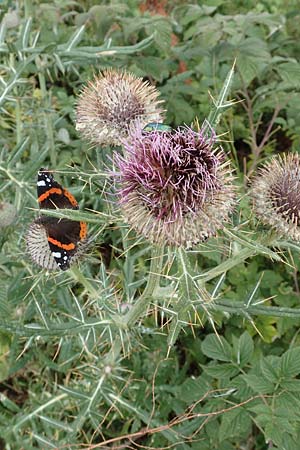 Cirsium eriophorum / Wooly Thistle, Croatia Učka 12.8.2016