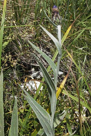Centaurea triumfettii subsp. stricta \ Steife Triumfettis Flockenblume / Strict Triumfetti's Cornflower, Kroatien/Croatia Gola Plješevica 18.7.2007