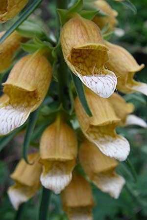 Digitalis laevigata \ Balkan-Fingerhut / Grecian Foxgloves, Kroatien/Croatia Senj 4.6.2008