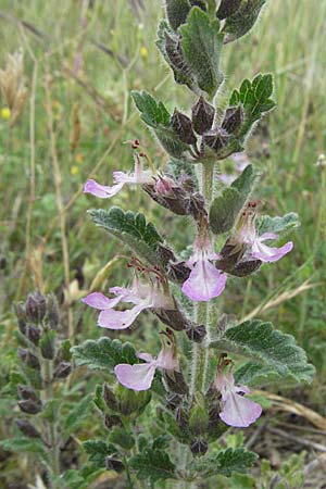 Teucrium chamaedrys \ Edel-Gamander / Wall Germander, Kroatien/Croatia Istrien/Istria, Bale 29.5.2006