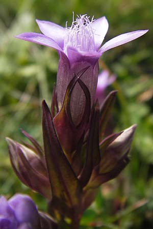 Gentianella austriaca \ &Ouml;sterreichischer Kranzenzian / Austrian Gentian, Kroatien/Croatia Velebit Zavizan 19.8.2016