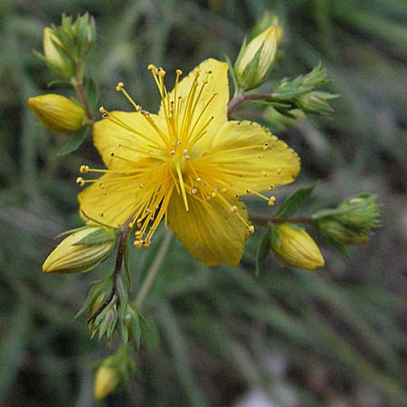 Hypericum perforatum \ Echtes Johanniskraut, Tpfel-Hartheu / Perforate St. John's-Wort, Kroatien/Croatia Istrien/Istria, Premantura 30.5.2006