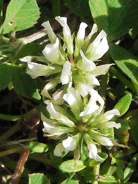 Trifolium nigrescens \ Schwarzwerdender Klee, Kroatien Istrien, Poreč 26.5.2006
