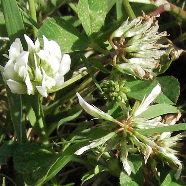 Trifolium nigrescens \ Schwarzwerdender Klee, Kroatien Istrien, Poreč 26.5.2006