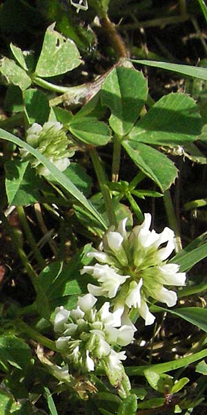 Trifolium nigrescens \ Schwarzwerdender Klee, Kroatien Istrien, Poreč 26.5.2006