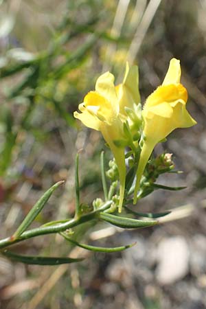 Linaria angustissima \ Italienisches Leinkraut / Narrow-Leaved Toadflax, Kroatien/Croatia Sveti Juray 18.8.2016