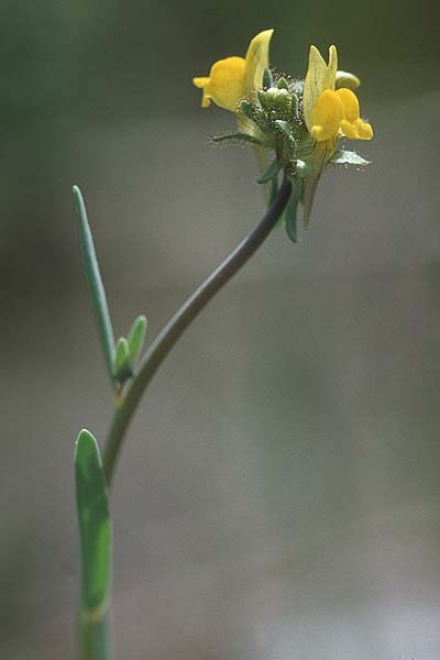 Linaria simplex \ Einfaches Leinkraut, Kroatien Korčula, Prizba 5.4.2006