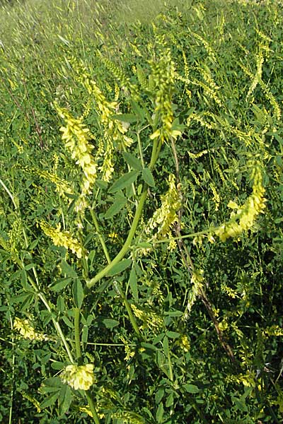 Melilotus officinalis \ Echter Steinklee, Gew�hnlicher Honigklee, Kroatien Istrien, Poreč 26.5.2006