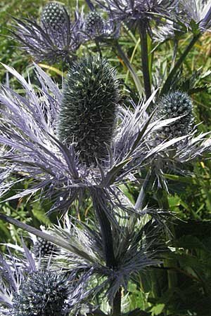 Eryngium alpinum \ Alpen-Mannstreu / Alpine Eryngo, Kroatien/Croatia Gola Plje&scaron;evica 18.7.2007
