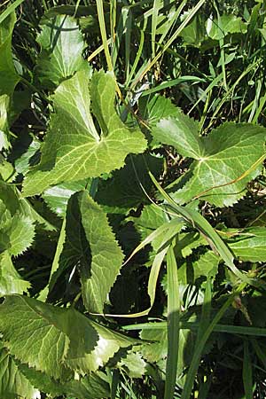 Eryngium alpinum \ Alpen-Mannstreu / Alpine Eryngo, Kroatien/Croatia Gola Plje&scaron;evica 18.7.2007