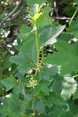 Ribes alpinum \ Alpen-Johannisbeere / Mountain Currant, Kroatien/Croatia Velebit Zavizan 30.6.2010