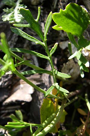 Rorippa lippizensis \ Karst-Sumpfkresse, Kroatien Plitvička 31.5.2008