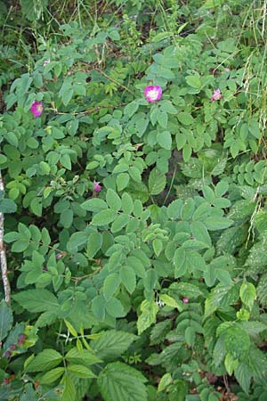 Rosa majalis ? \ Mai-Rose, Zimt-Rose / Cinnamon Rose, Kroatien/Croatia Učka 28.6.2010