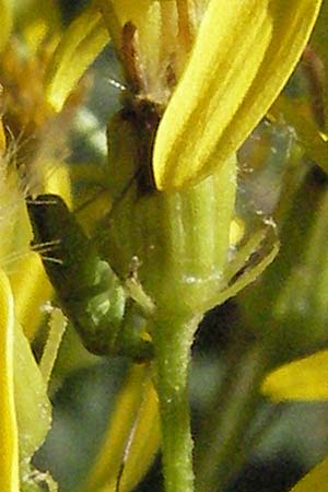 Senecio hercynicus x ovatus \ Greiskraut-Hybride / Hybrid Woundwort, Kroatien/Croatia Velebit 16.7.2007