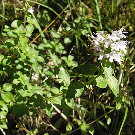 Thymus pulegioides \ Arznei-Thymian, Gemeiner Thymian / Large Thyme, Kroatien/Croatia Učka 14.7.2007