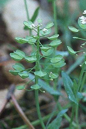 Microthlaspi perfoliatum \ hrchen-Kleintschelkraut, Stngelumfassendes Hellerkraut, Kroatien Pelješac, Pijavicino 4.4.2006