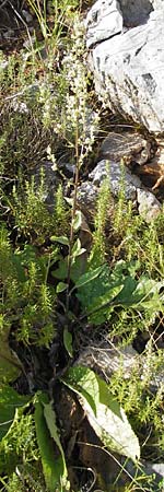 Verbascum chaixii subsp. austriacum \ sterreicher Knigskerze / Austrian Mullein, Kroatien/Croatia Velebit 18.8.2016