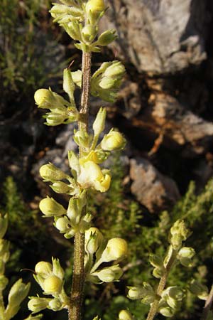 Verbascum chaixii subsp. austriacum \ sterreicher Knigskerze / Austrian Mullein, Kroatien/Croatia Velebit 18.8.2016