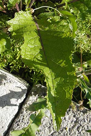 Verbascum chaixii subsp. austriacum \ sterreicher Knigskerze / Austrian Mullein, Kroatien/Croatia Učka, Veprinac 28.6.2010