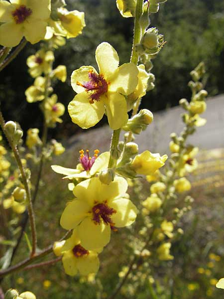 Verbascum chaixii subsp. austriacum \ sterreicher Knigskerze / Austrian Mullein, Kroatien/Croatia Učka, Veprinac 28.6.2010
