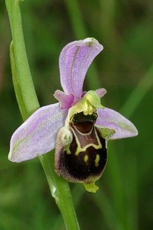 Ophrys apifera x dinarica, Kroatien/Croatia,  Zrmanja Vrelo 30.5.2010 (Photo: Roko Cicmir)