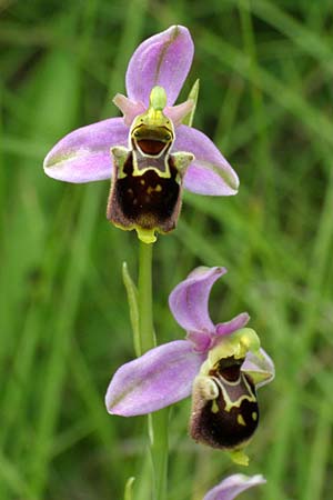 Ophrys apifera x dinarica, Kroatien/Croatia,  Zrmanja Vrelo 30.5.2010 (Photo: Roko Cicmir)