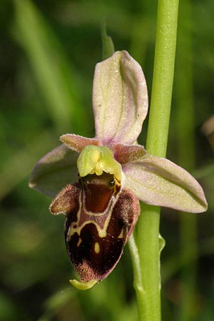 Ophrys apifera x holoserica, Kroatien/Croatia,  Zagreb 5.6.2010 (Photo: Roko Cicmir)