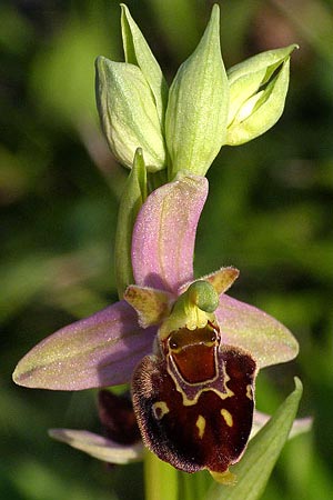 Ophrys apifera x holoserica, Kroatien/Croatia,  Zagreb 5.6.2010 (Photo: Roko Cicmir)