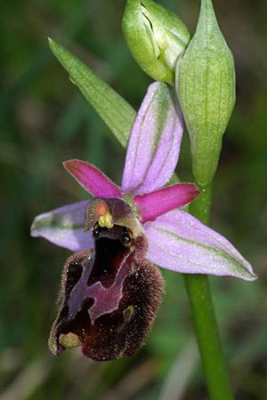 Ophrys bertolonii x untchjii, Kroatien/Croatia,  Cres 10.5.2010 (Photo: Roko Cicmir)