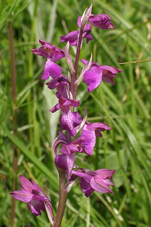 Anacamptis coriophora x laxiflora, Kroatien/Croatia,  Dalmatia, Postinje 1.6.2008 (Photo: Roko Cicmir)