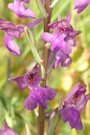 Anacamptis coriophora x laxiflora, Kroatien/Croatia,  Dalmatia, Postinje 1.6.2008 (Photo: Roko Cicmir)