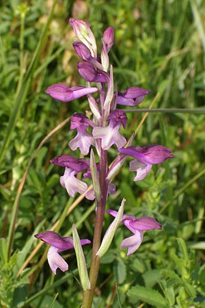 Anacamptis coriophora x laxiflora, Kroatien/Croatia,  Dalmatia, Postinje 1.6.2008 (Photo: Roko Cicmir)
