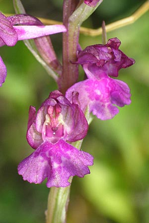 Anacamptis coriophora x laxiflora, Kroatien/Croatia,  Dalmatia, Postinje 1.6.2008 (Photo: Roko Cicmir)