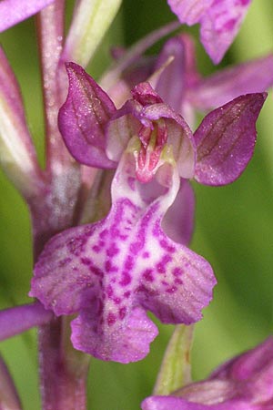 Anacamptis coriophora x laxiflora, Kroatien/Croatia,  Dalmatia, Postinje 1.6.2008 (Photo: Roko Cicmir)
