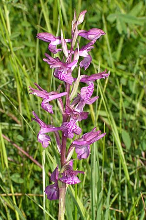 Anacamptis coriophora x laxiflora, Kroatien/Croatia,  Dalmatia, Postinje 1.6.2008 (Photo: Roko Cicmir)