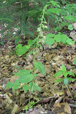 Epipactis nordeniorum \ Nordens Ständelwurz, Kroatien,  Medvednica 1.8.2011 
