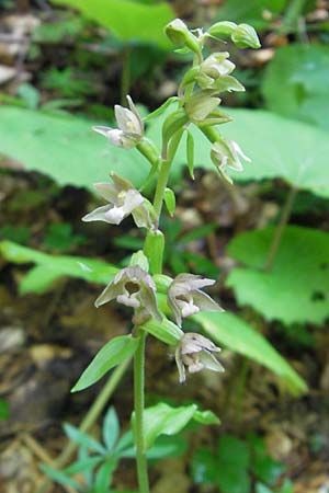 Epipactis nordeniorum \ Nordens Ständelwurz, Kroatien,  Medvednica 1.8.2011 