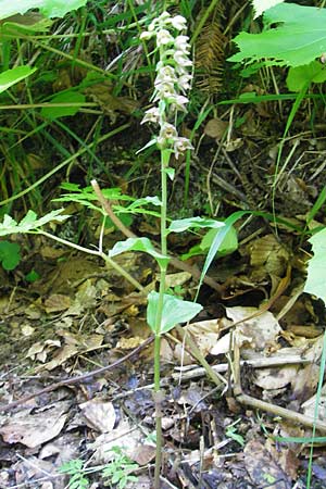 Epipactis nordeniorum \ Nordens Ständelwurz, Kroatien,  Medvednica 1.8.2011 