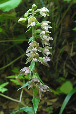 Epipactis nordeniorum \ Nordens Ständelwurz, Kroatien,  Medvednica 1.8.2011 