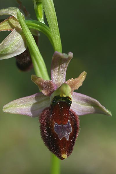 Ophrys exaltata subsp. archipelagi x flavicans, Kroatien/Croatia,  Sibenik 29.3.2015 (Photo: Helmut Presser)