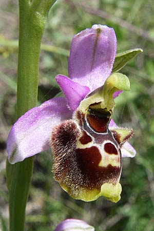 Ophrys holoserica subsp. laxiflora \ Lockerblütige Hummel-Ragwurz, Kroatien,  Ramljane 2.6.2008 