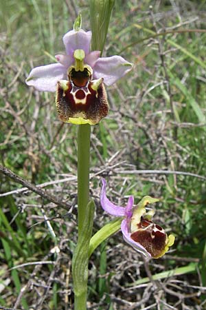 Ophrys holoserica subsp. laxiflora \ Lockerblütige Hummel-Ragwurz, Kroatien,  Ramljane 2.6.2008 
