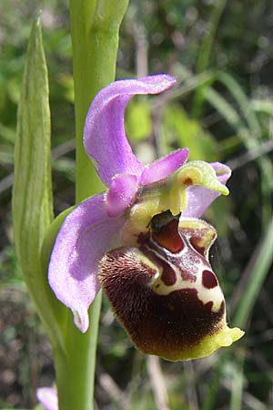 Ophrys holoserica subsp. laxiflora \ Lockerblütige Hummel-Ragwurz, Kroatien,  Ramljane 2.6.2008 