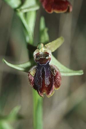 Ophrys incubacea x sphegodes, Kroatien/Croatia,  Hvar, Gdinj 6.4.2006 