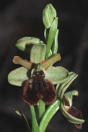 Ophrys incubacea x sphegodes, Kroatien/Croatia,  Hvar, Gdinj 6.4.2006 